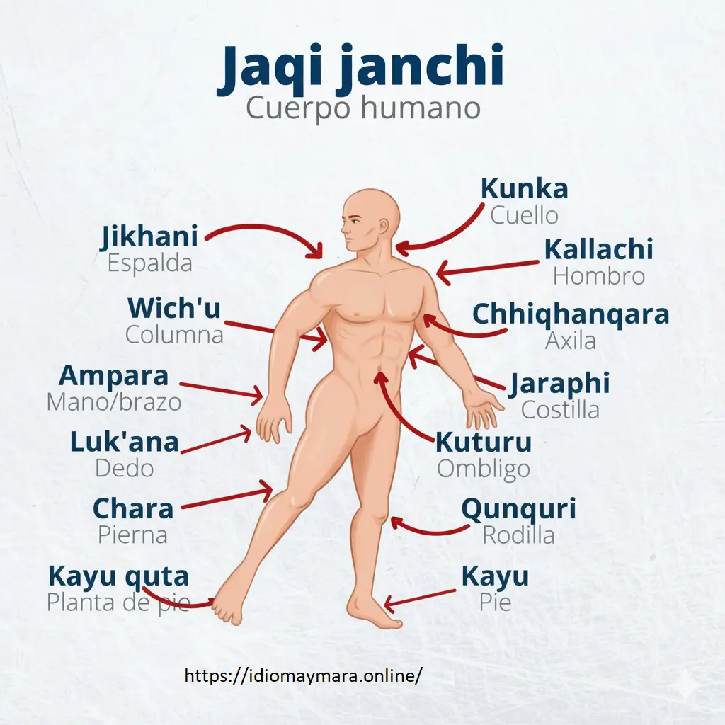 partes del cuerpo humano en aymara